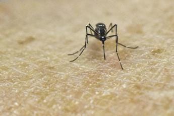 Galleria foto 'Chikungunya virus, in Italia 7 casi nel 2023' - foto 1
