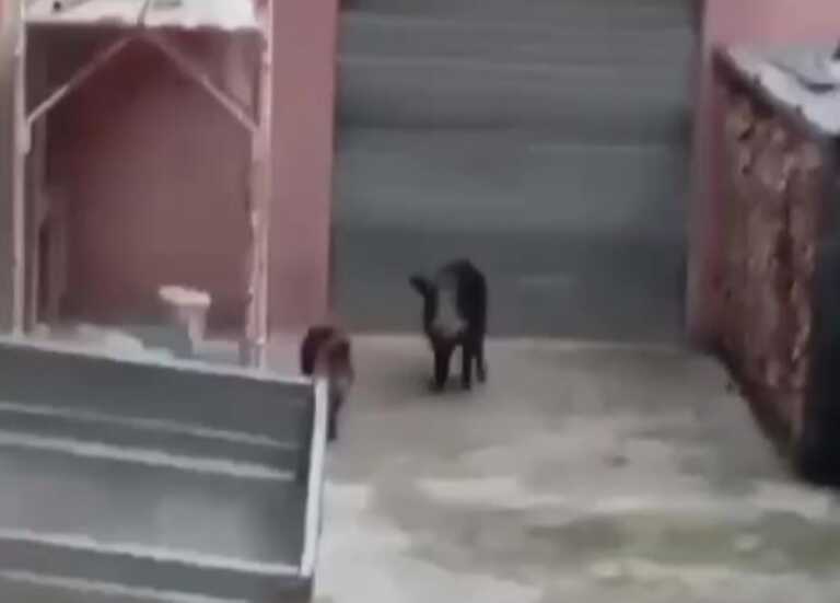 Carpino, cinghiali a spasso in pieno centro: sul Gargano è emergenza – VIDEO