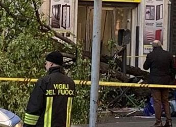 Galleria foto 'Donna uccisa da platano a Roma, l’agronomo: “Alberi troppo vecchi, fare come a Parigi”' - foto 1