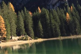 Galleria foto 'Giornata nazionale alberi, perché sono importanti nelle città' - foto 1
