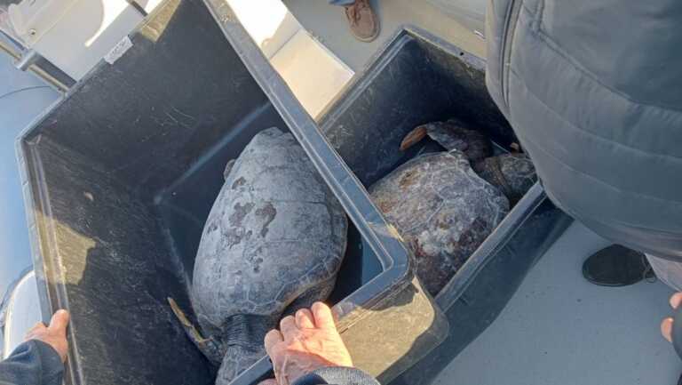Trani, Taysey e Katakolon tornano in mare: dopo le cure le due Caretta caretta rimesse in libertà – VIDEO