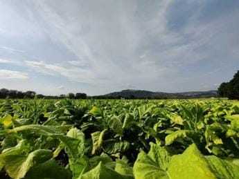 Galleria foto 'Philip Morris Italia: “Con accordi filiera +11% fatturato, senza -14,5%”' - foto 1