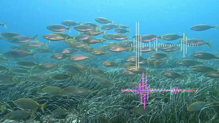 La “voce” del mare per studiare le interazioni subacquee: il progetto alle Tremiti – VIDEO