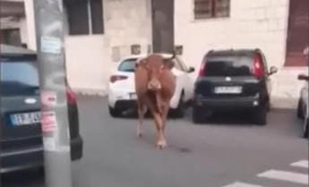 Galleria foto 'Roma, dopo il leone tocca a un vitello: animale in fuga tra le auto a Vitinia – Video' - foto 1
