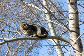 Galleria foto 'Spara a un gatto e lo fa sbranare dai suoi cani, video virale sui social' - foto 1