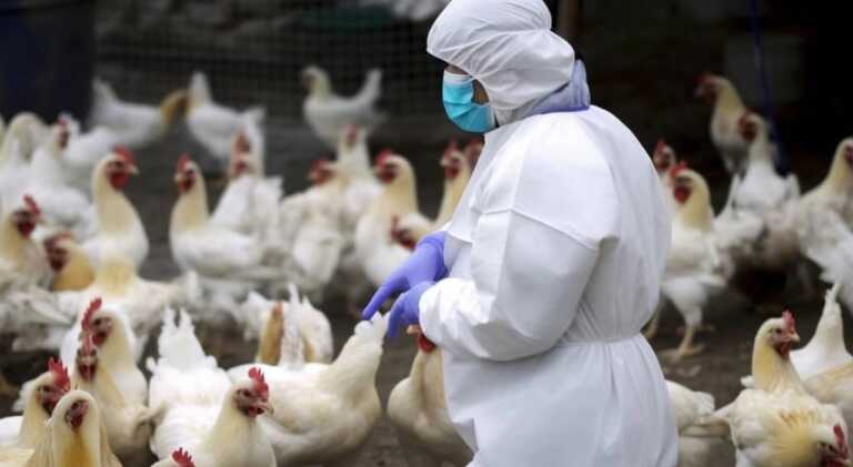 Primo caso umano di influenza aviaria in Italia: isolato in Lombardia il ceppo H9N2