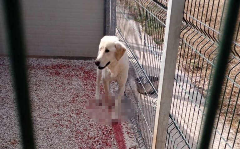 Cassano delle Murge, la foto-choc del cane ferito scuote il Consiglio comunale