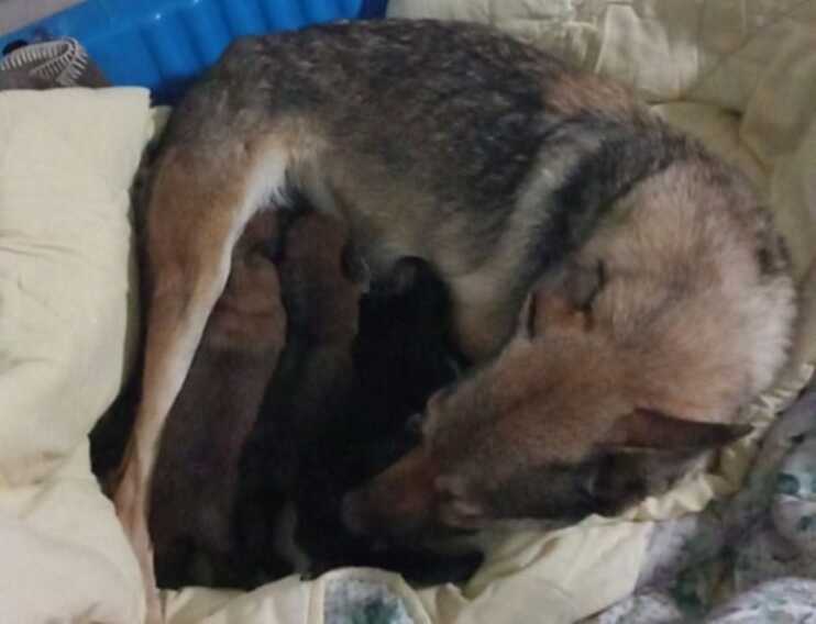 Altamura, mamma e tre cuccioli gettati in un pozzo: «Non è abbandono ma tortura» – VIDEO