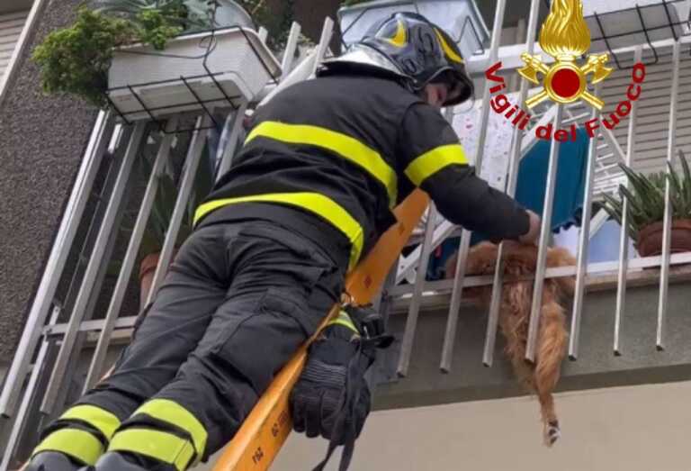 Lecce, cane resta incastrato nella ringhiera del balcone: salvato dai vigili del fuoco – VIDEO