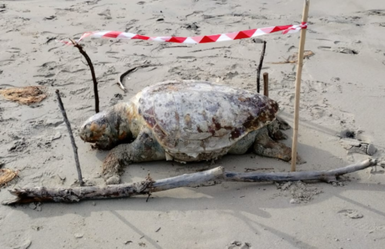 Lecce, tartaruga di 200 chili trovata senza vita sulla sabbia di San Cataldo