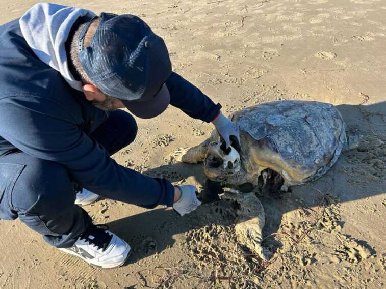 Trani, Caretta caretta spiaggiata sul litorale: la tartaruga era in avanzato stato di decomposizione