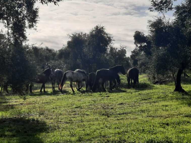 Ruvo di Puglia, cavalli bloccano la provinciale: disagi al traffico. Interviene al Metronotte
