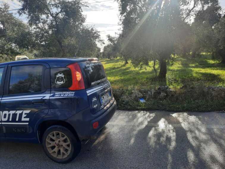Galleria foto 'Ruvo di Puglia, cavalli bloccano la provinciale: disagi al traffico. Interviene al Metronotte' - foto 1