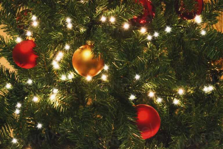 Immacolata, i pugliesi alle prese con gli addobbi: ecco l’albero di Natale “in affido” che salva l’ambiente