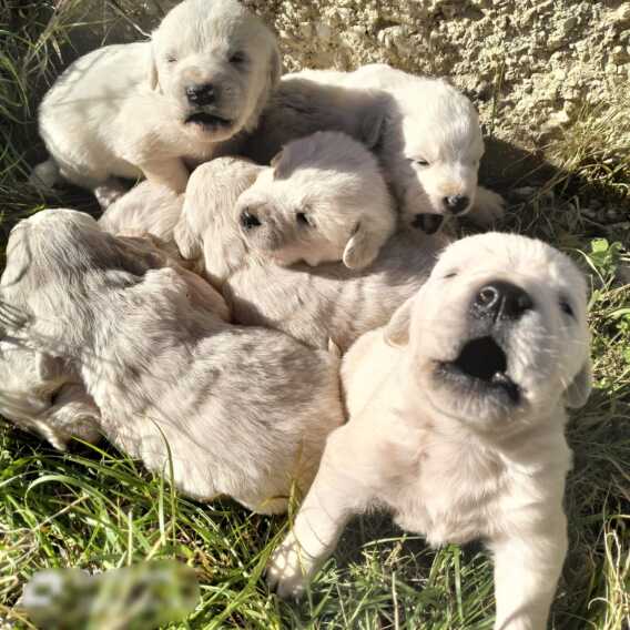 Galleria foto 'Cuccioli abbandonati, l’appello: cercasi balie temporanee' - foto 1