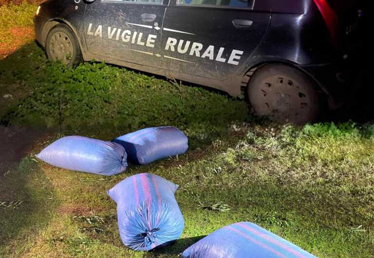 Sventato un furto di olive nelle campagne di Bitonto: recuperati 400 chili. Ladri in fuga – VIDEO