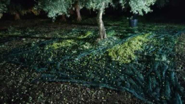 Sventato un altro furto di olive nelle campagne di Terlizzi: ladri in fuga a piedi