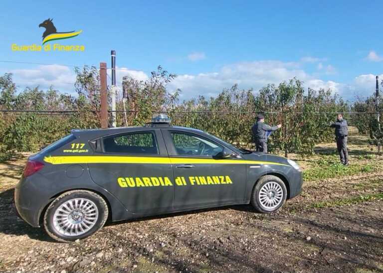 Pesche e albicocche spagnole coltivate a Trinitapoli: scoperte 14mila piante – VIDEO
