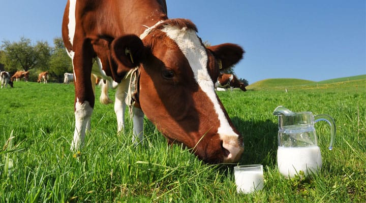 Latte, è sempre crisi nera. Negli ultimi quattro anni hanno chiuso 333 stalle