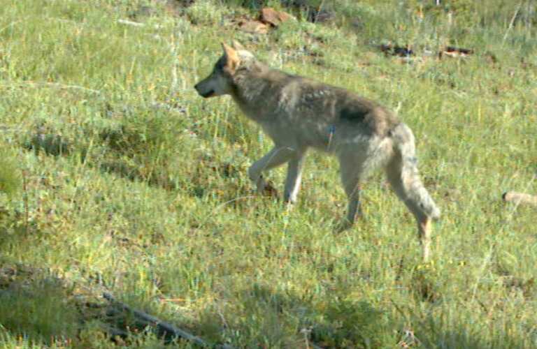 Tornano i lupi nel Salento: ecco il progetto per conoscerli e gestire la convivenza con l’uomo