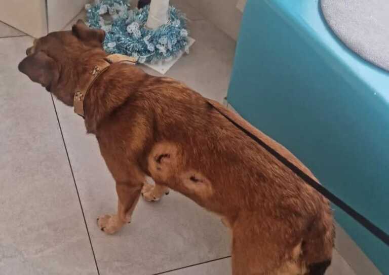 Paura nella notte a Taviano: esplode un grosso petardo, colpito il cane di quartiere