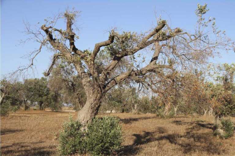 Il Salento “zona svantaggiata”: «Con la Xylella danni al tessuto economico e al paesaggio»