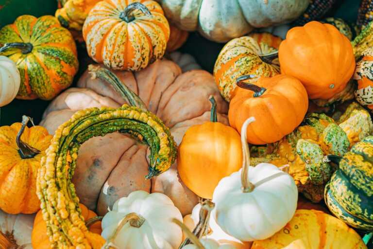 Galleria foto 'L’antipasto goloso e morbido. A tavola ci sono i flan di zucca' - foto 2