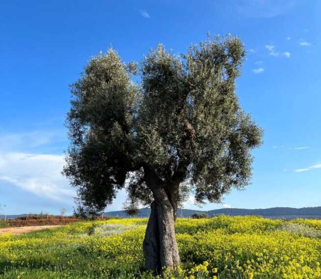 Fasano, Giardini Mileto al top in Italia: «Premiati ricerca botanica e attenzione al paesaggio»