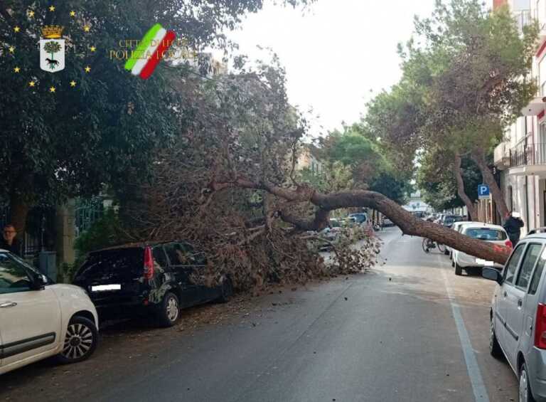 Lecce, un albero cade sulle auto parcheggiate in via Casotti: nessun ferito