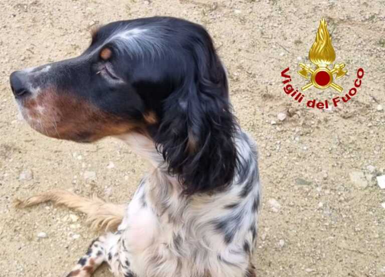 Casalabate, un cane finisce in un pozzo profondo 10 metri: salvato dai vigili del fuoco
