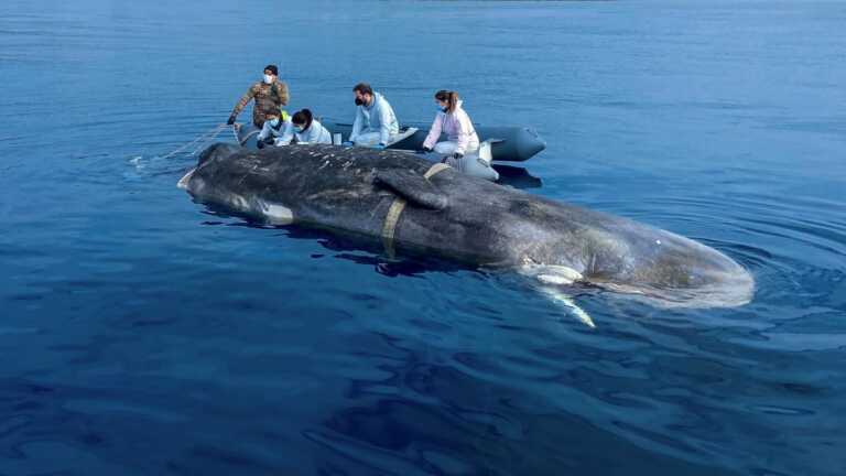 Capodoglio spiaggiato nella baia d’argento a Leporano: la carcassa è stata inabissata – FOTO