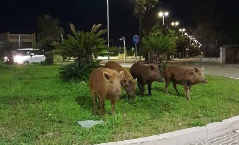 Lecce, avvistati quattro cinghiali a San Cataldo. Le raccomandazioni di Salvemini: «Siate prudenti»