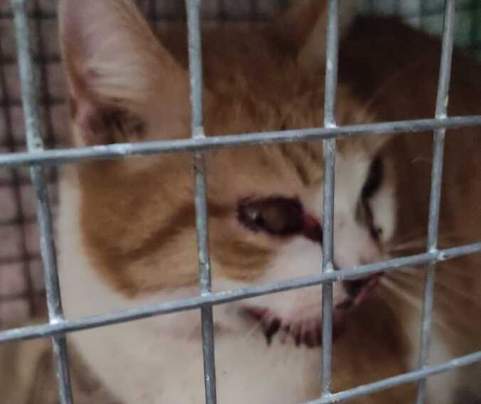 Petardi contro un gattino a San Ferdinando di Puglia. La sindaca: «Chi lo ha ferito pagherà» – VIDEO