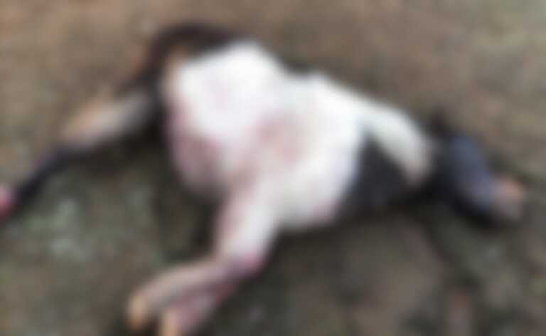 Lizzanello, ritrovato un pony azzannato e ucciso: cresce la paura per i branchi di lupi