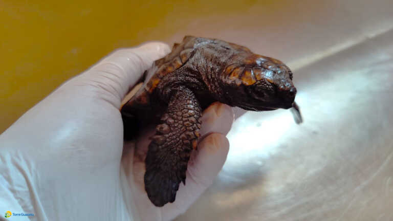 Torre Guaceto, affidato in prova dal tribunale al Consorzio salva una Caretta caretta in ipotermia