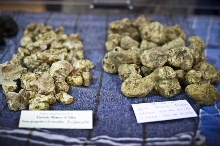 Potenza, per chi ha “fiuto” c’è tempo. Il tartufo bianco aspetta