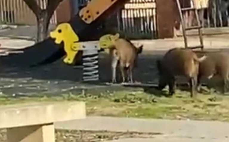 Emergenza cinghiali anche a Matera, fotografati in giardini e parchi giochi: «La Regione intervenga»
