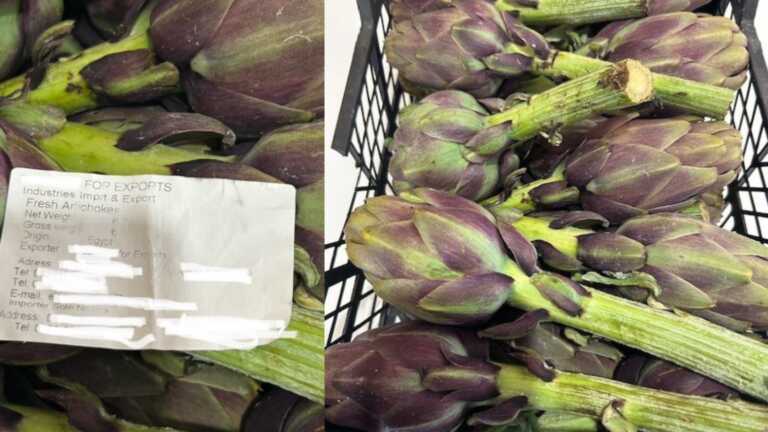 Puglia, l’invasione dei carciofi egiziani e la concorrenza sleale all’ingrosso: agricoltori pronti a manifestare