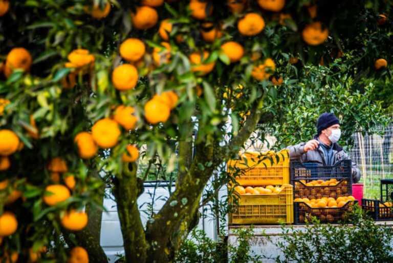 Via alla procedura di calamità per i produttori di agrumi danneggiati dalla siccità in Puglia