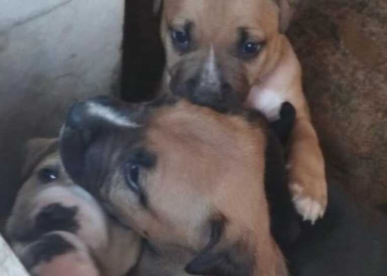 Bari, lieto fine per la cagnolina accalappiata in via Madonna delle Grazie: mamma e cuccioli di nuovo insieme