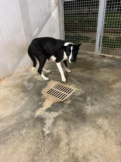 Cagnolina accalappiata, l’appello social: “Trovate i suoi cuccioli”