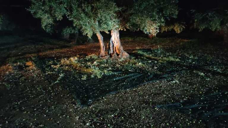 Comitato in Prefettura, sicurezza nel Barese: focus su microcriminalità a Molfetta e furti di olive