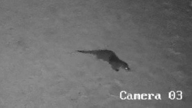 Manfredonia, avvistata una lontra nell’Oasi Laguna del Re: «Ottimo lavoro svolto per la tutela dell’area»