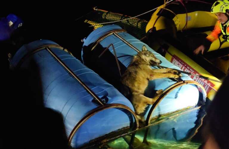 Foggia, un lupo cade in un vascone di irrigazione: salvato con una zattera di fortuna