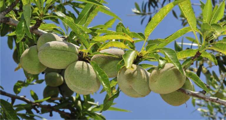 Xylella sui mandorli nel Barese, saranno abbattute le piante nel raggio di 50 metri dagli alberi infetti