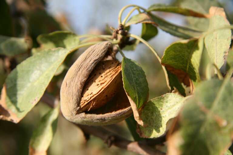 Xylella, individuata una nuova variante a Triggiano: ha “attaccato” sei mandorli. Saranno abbattuti