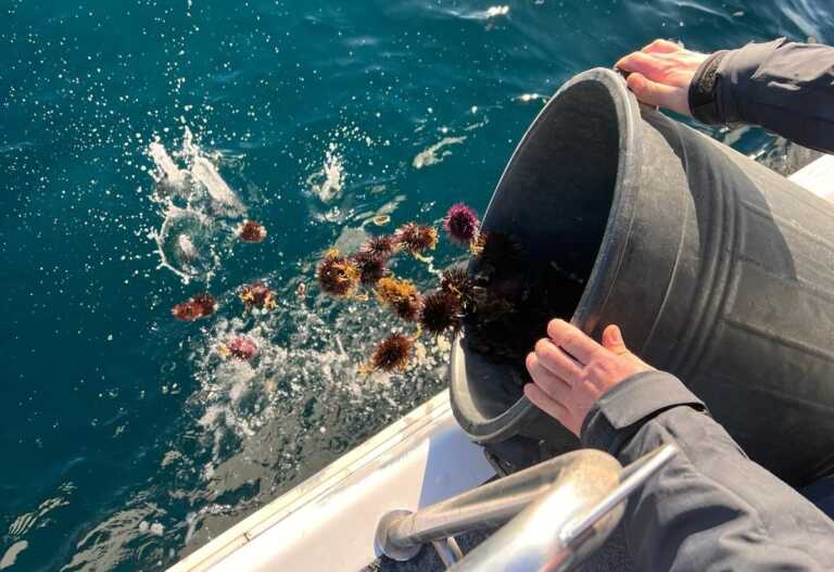 Pesca vietata del riccio di mare: la Capitaneria di Porto alza i livelli di guardia a Taranto