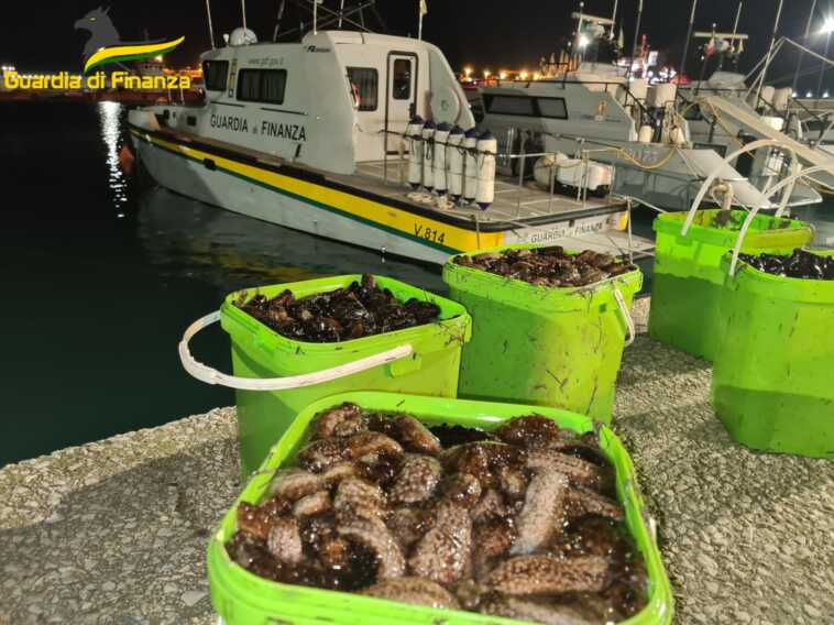 Pesca abusiva di cetrioli di mare e “bianchetto” nel Tarantino: sequestrati tre quintali di prodotto ittico