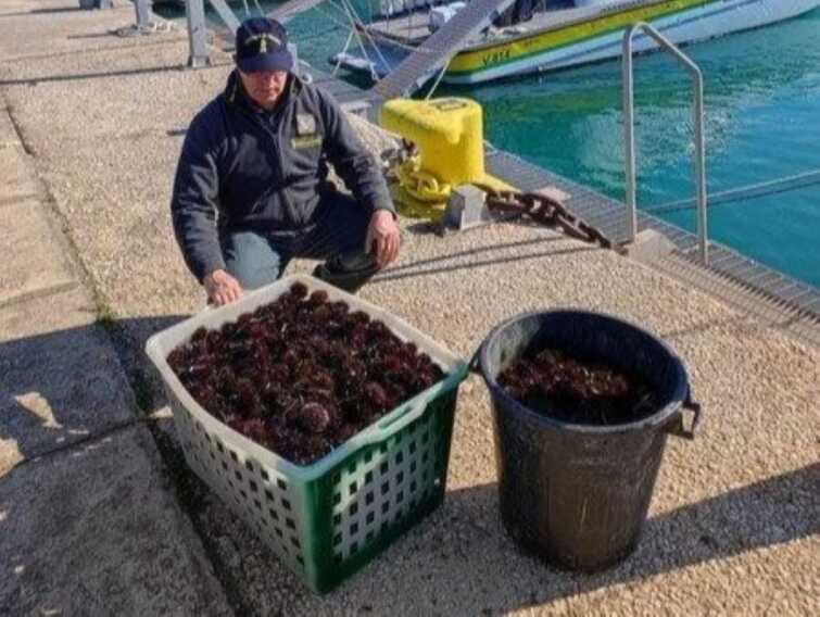 Taranto, sequestrati oltre 2.600 ricci di mare pescati illegalmente: avrebbero fruttato 6mila euro – VIDEO