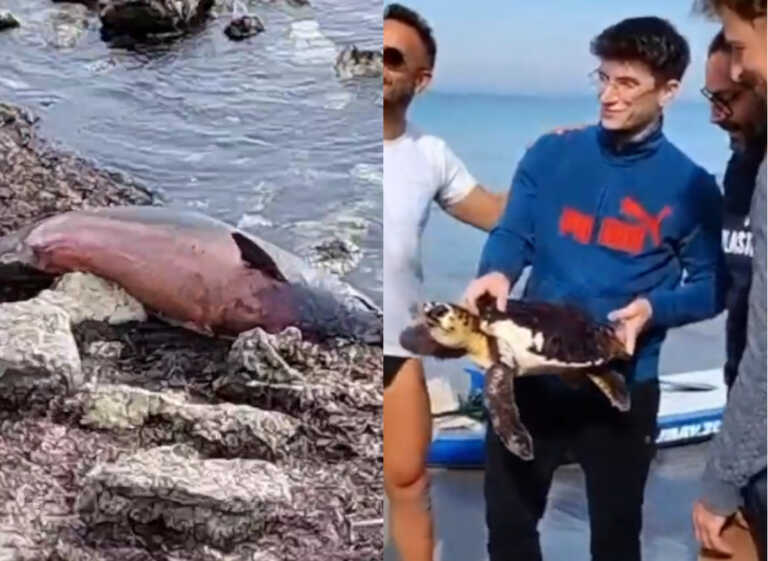 Due storie dal mare del Salento, ma con destini diversi: una tartaruga salvata e un delfino spiaggiato